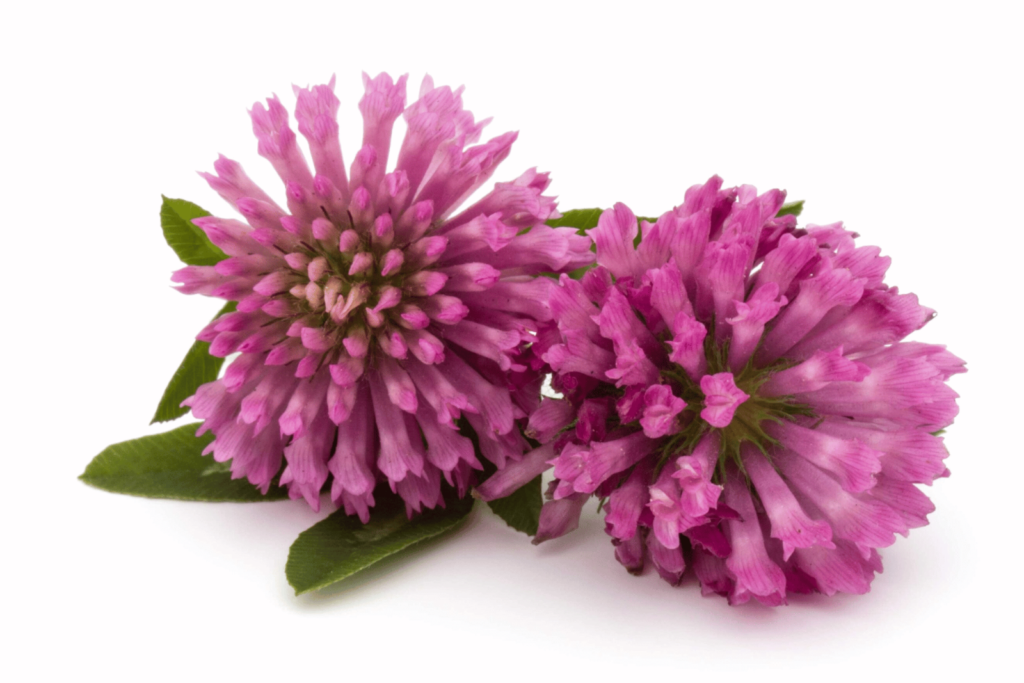 Red CLover flower (pink coloured)