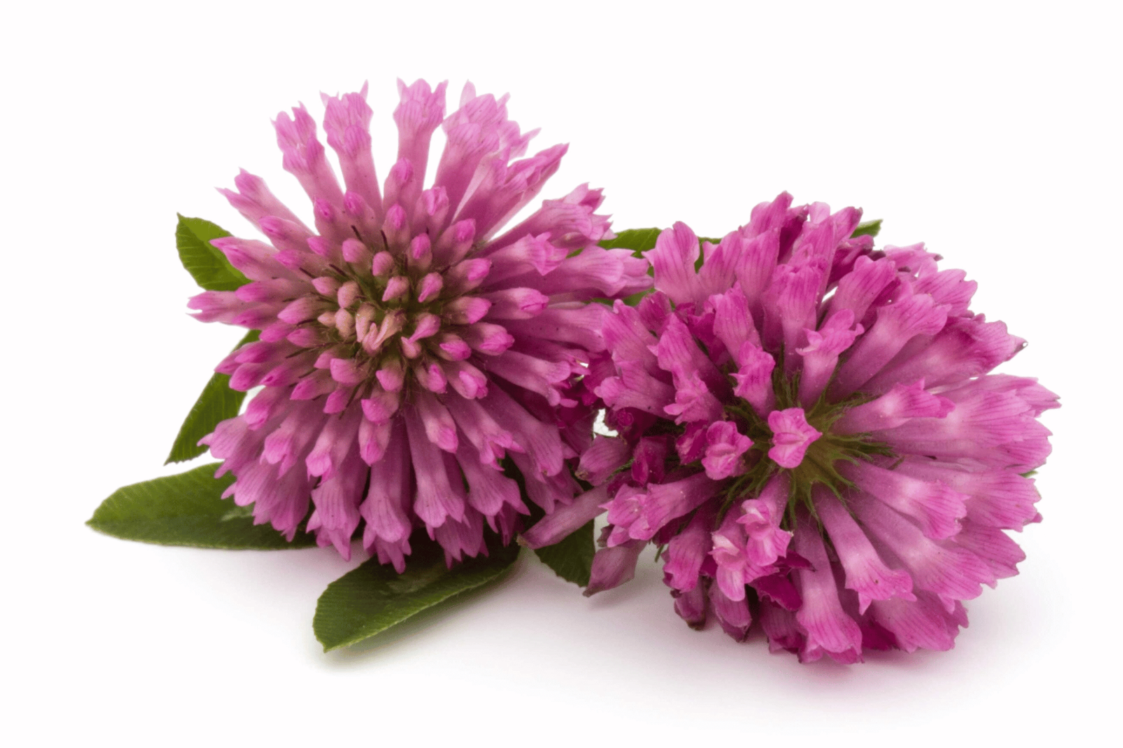 red-clover-extract-glentworth-formulations