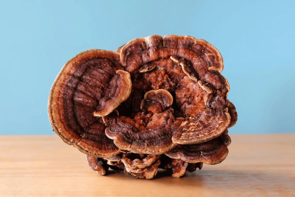 reishi mushroom on a wooden table