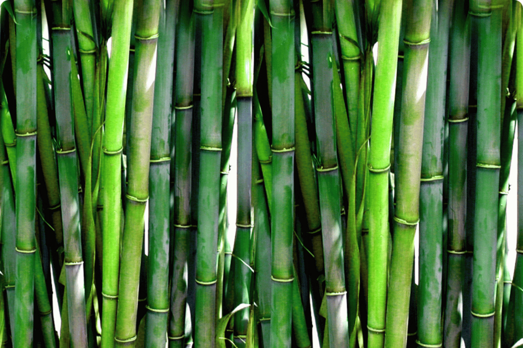 Bamboo tree: Bamboo extract