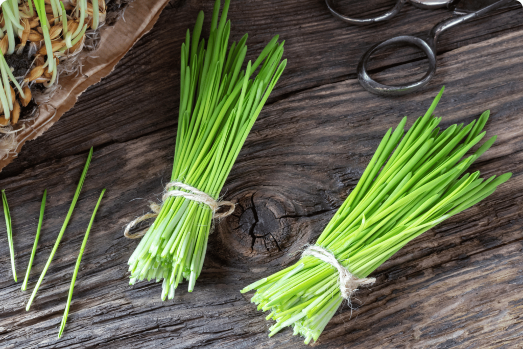 barley grass extract