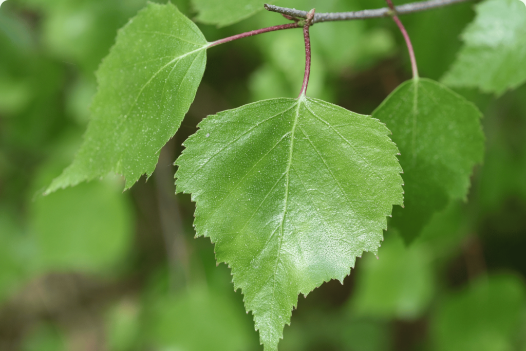 birch leaf extract