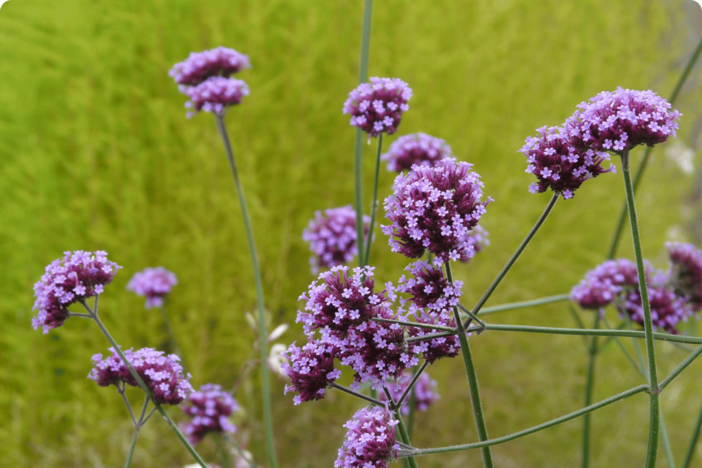 blue vervain leaf extract