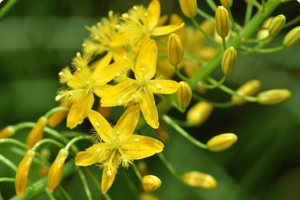 a photo of bulbine natalensis extract (yellow flowers)