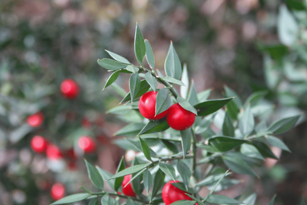 butcher broom plant (red fruit)