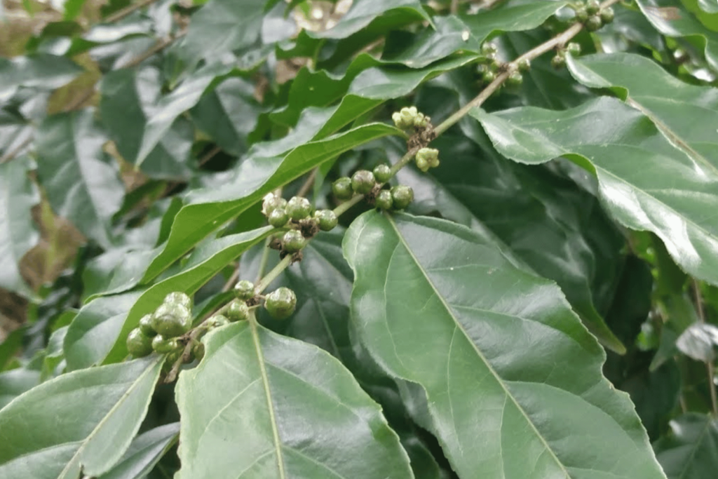 a tree of cha de bugre extract