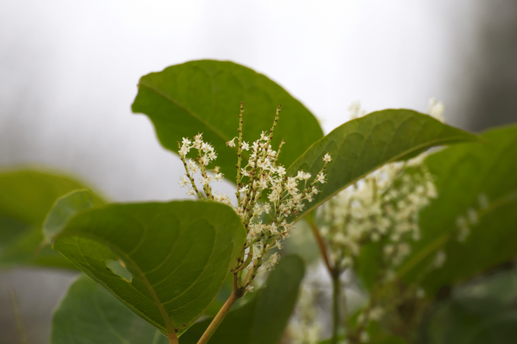 Japanese Knotweed Extract plant