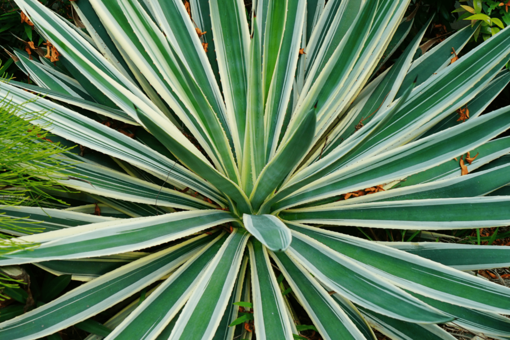 A photo of agave plant