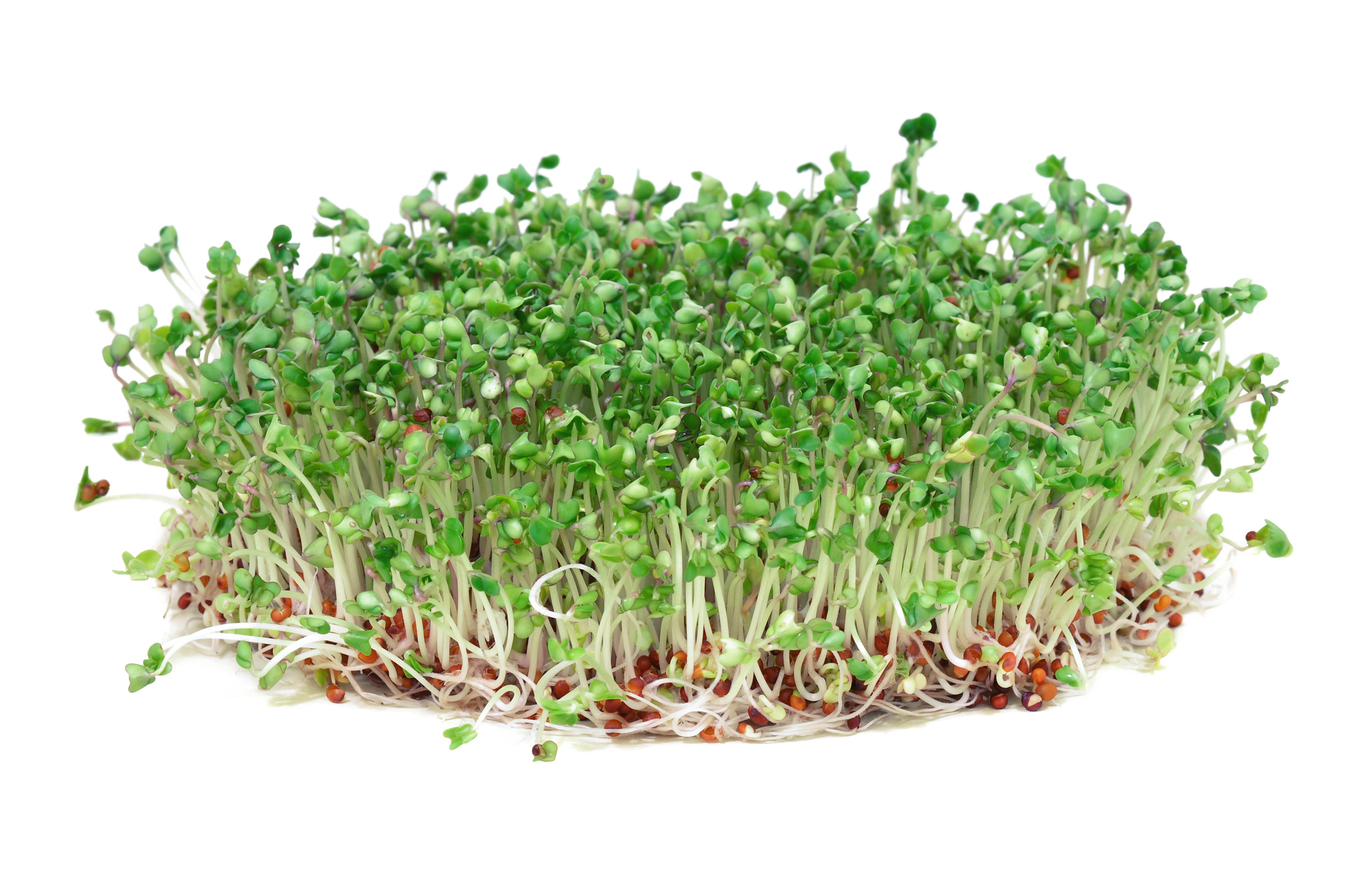 broccoli sprouts: from which broccoli extract is made
