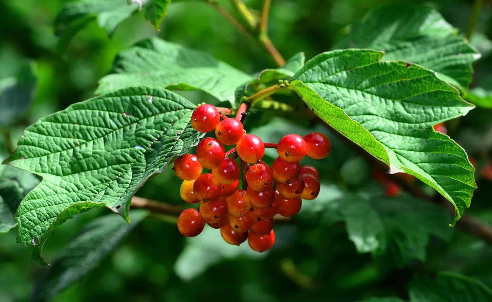 a tree with cranberry like fruit is utilised to make cramp bark extract
