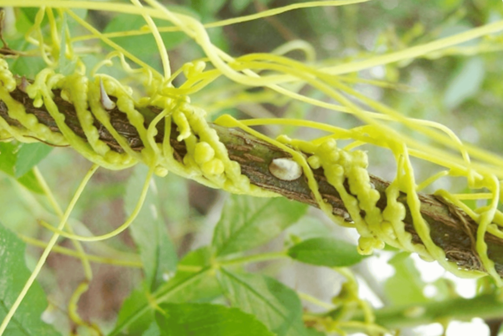 a green climber named dodder seed