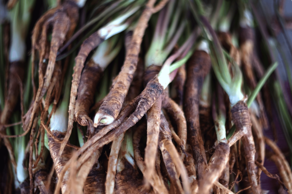 Dong Quai extract (brown colored roots)