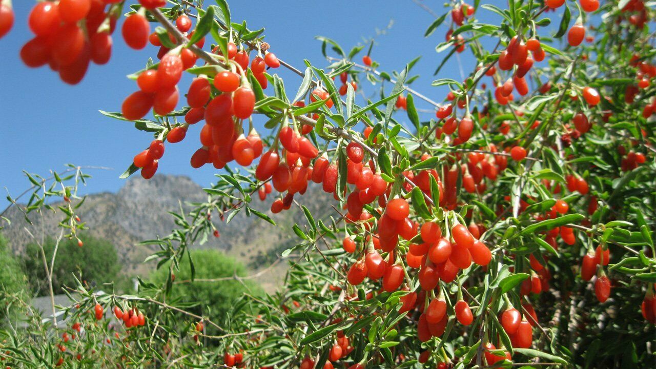 a photo illustrating plants of goji berries